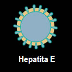 hepatitae