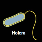 holera
